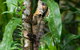 3-Day Best Of Cairns Combo: The Daintree Rainforest, Great Barrier Reef, And Kuranda - thumb 4