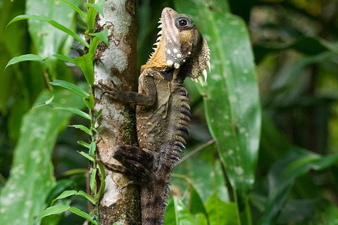 3-Day Best Of Cairns Combo: The Daintree Rainforest, Great Barrier Reef, And Kuranda - Holiday Cairns 4