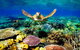 3-Day Best Of Cairns Combo: The Daintree Rainforest, Great Barrier Reef, And Kuranda - thumb 0