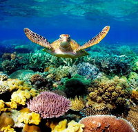 3-Day Best of Cairns Combo The Daintree Rainforest Great Barrier Reef and Kuranda - Holiday Cairns