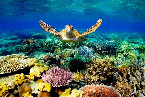 3-Day Best Of Cairns Combo: The Daintree Rainforest, Great Barrier Reef, And Kuranda - Holiday Cairns 0