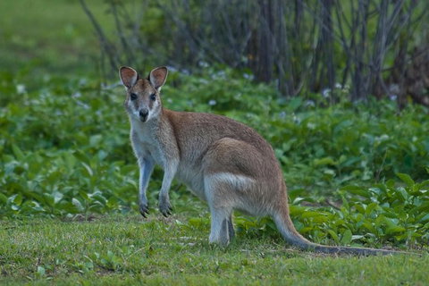 3-Day Best Of Cairns Combo: The Daintree Rainforest, Great Barrier Reef, And Kuranda - Holiday Cairns 1