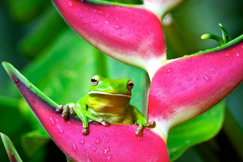 3-Day Best Of Cairns Combo: The Daintree Rainforest, Great Barrier Reef, And Kuranda - Holiday Cairns 10