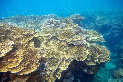 Cruise To Moore Reef Pontoon And Return Helicopter Flight From Cairns - Holiday Cairns 1