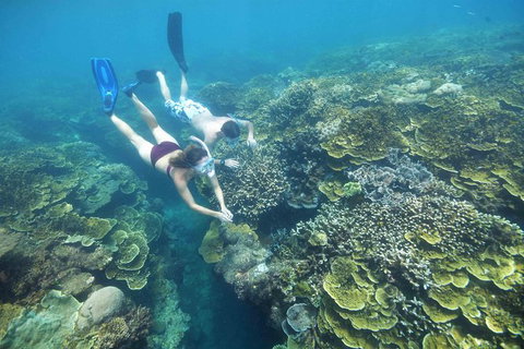 Cruise To Moore Reef Pontoon And Return Helicopter Flight From Cairns - Holiday Cairns 4