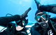 Coral Sea Dreaming: Overnight Dive, Snorkel And Sail Experience From Cairns - thumb 3