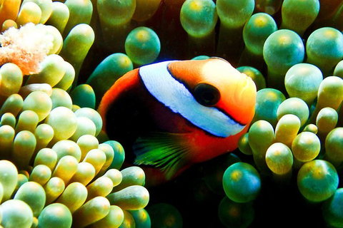 Coral Sea Dreaming: Overnight Dive, Snorkel And Sail Experience From Cairns - Holiday Cairns 2