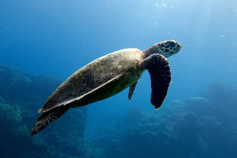 Coral Sea Dreaming: Overnight Dive, Snorkel And Sail Experience From Cairns - Holiday Cairns 4