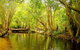 Private Half Day Tour: Exclusive World Heritage Rainforest And Waterfall Tour From Cairns - thumb 0