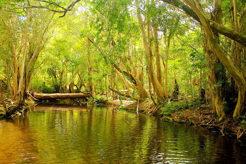 Private Half Day Tour: Exclusive World Heritage Rainforest And Waterfall Tour From Cairns - Holiday Cairns 0