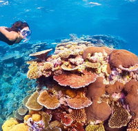 6-Day Best of Cairns Including the Great Barrier Reef Kuranda and the Daintree Rainforest - Holiday Cairns