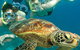 6-Day Best Of Cairns Including The Great Barrier Reef, Kuranda And The Daintree Rainforest - thumb 8