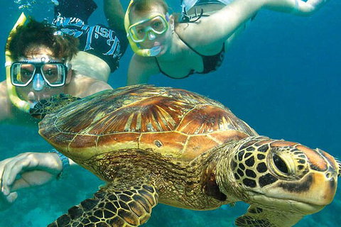 6-Day Best Of Cairns Including The Great Barrier Reef, Kuranda And The Daintree Rainforest - Holiday Cairns 8