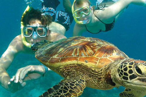 8-Day Cairns Tour: Great Barrier Reef, Kuranda, Daintree Rainforest - Holiday Cairns 2