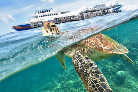 Scenic Helicopter Flight To Moore Reef And Return Snorkeling Cruise From Cairns - Holiday Cairns 5