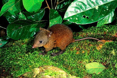 3-Day Far North Queensland: Atherton Tablelands, Cooktown, Daintree Via 4WD - Holiday Cairns 2