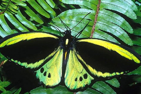 3-Day Far North Queensland: Atherton Tablelands, Cooktown, Daintree Via 4WD - Holiday Cairns 13