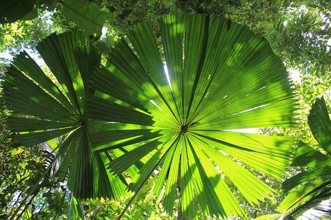 3-Day Far North Queensland: Atherton Tablelands, Cooktown, Daintree Via 4WD - Holiday Cairns 10