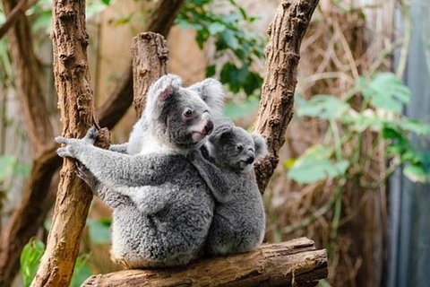 Kuranda Day Tour, TKS-3 Wildlife Gold 930 - Holiday Cairns 5