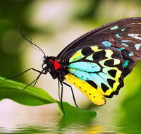Australian Butterfly Sanctuary - Holiday Cairns
