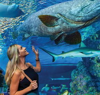 Cairns Aquarium Family Tickets - Holiday Cairns