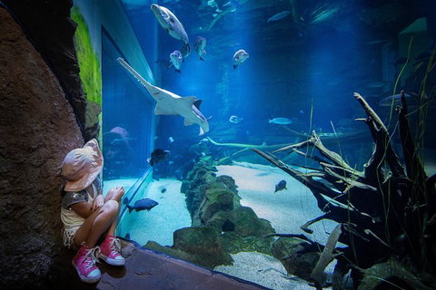 Cairns Aquarium Family Tickets - Holiday Cairns 6