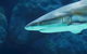 Cairns Aquarium Family Tickets - thumb 8
