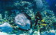 Cairns Aquarium Family Tickets - thumb 2