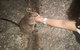 Paronella Park, Historic Village Herberton And Granite George Wild Life Kangaroo - thumb 1