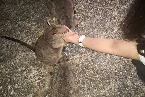 Paronella Park, Historic Village Herberton And Granite George Wild Life Kangaroo - Holiday Cairns 1