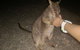 Paronella Park, Historic Village Herberton And Granite George Wild Life Kangaroo - thumb 3