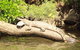 Kuranda Riverboat Sightseeing Cruise - thumb 2