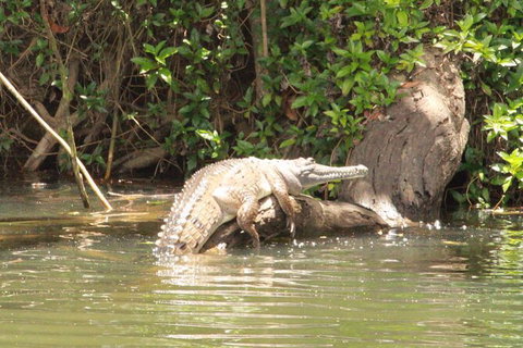 Kuranda Riverboat Sightseeing Cruise - Holiday Cairns 12