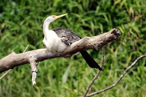 Kuranda Riverboat Sightseeing Cruise - Holiday Cairns 8