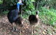 Kuranda Riverboat Sightseeing Cruise - thumb 5