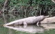 Kuranda Riverboat Sightseeing Cruise - thumb 10