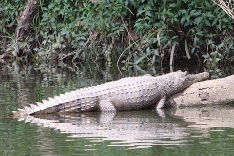 Kuranda Riverboat Sightseeing Cruise - Holiday Cairns 10