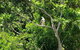 Kuranda Riverboat Sightseeing Cruise - thumb 1