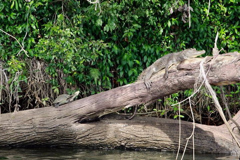 Kuranda Riverboat Sightseeing Cruise - Holiday Cairns 11