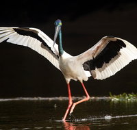 Daintree River - Private Photography Cruise - Holiday Cairns