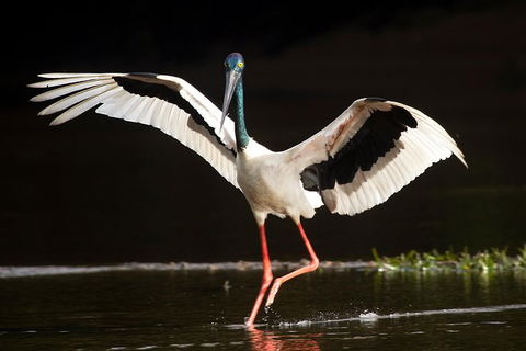 Daintree River - Private Photography Cruise - Holiday Cairns 0