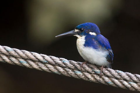 Daintree River - Private Photography Cruise - Holiday Cairns 1