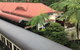 Cairns City Tour - thumb 5