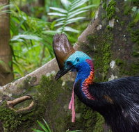 Daintree Afternoon Nocturnal Nature and Wildlife Tour - Holiday Cairns