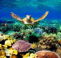 4-Day Cairns Ultimate Combo Daintree Rainforest Reef Kuranda  Paronella Park - Holiday Cairns