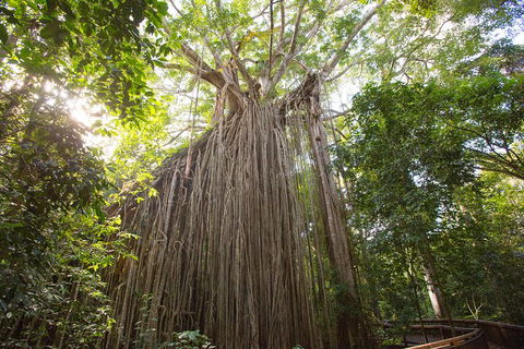 Cairns Adventure Package- 4 Tours In 3 Days! - Holiday Cairns 2