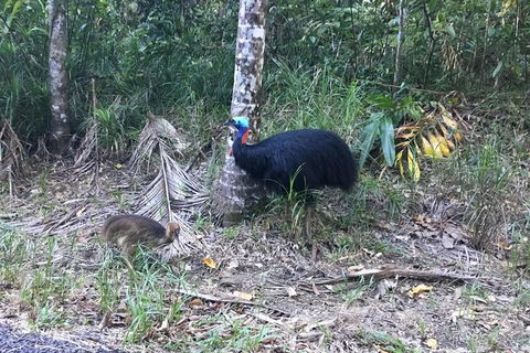 Daintree Luxury Limousine Tour - Full Day - Holiday Cairns 8