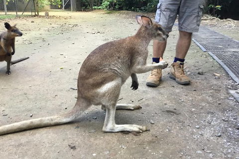 Daintree Luxury Limousine Tour - Full Day - Holiday Cairns 10