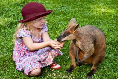 Kuranda Day Tour + HotAir Balloon Combo - Holiday Cairns 14