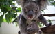 Kuranda Day Tour, TKS-RFS GRAND GOLD PLUS 0930 - thumb 5